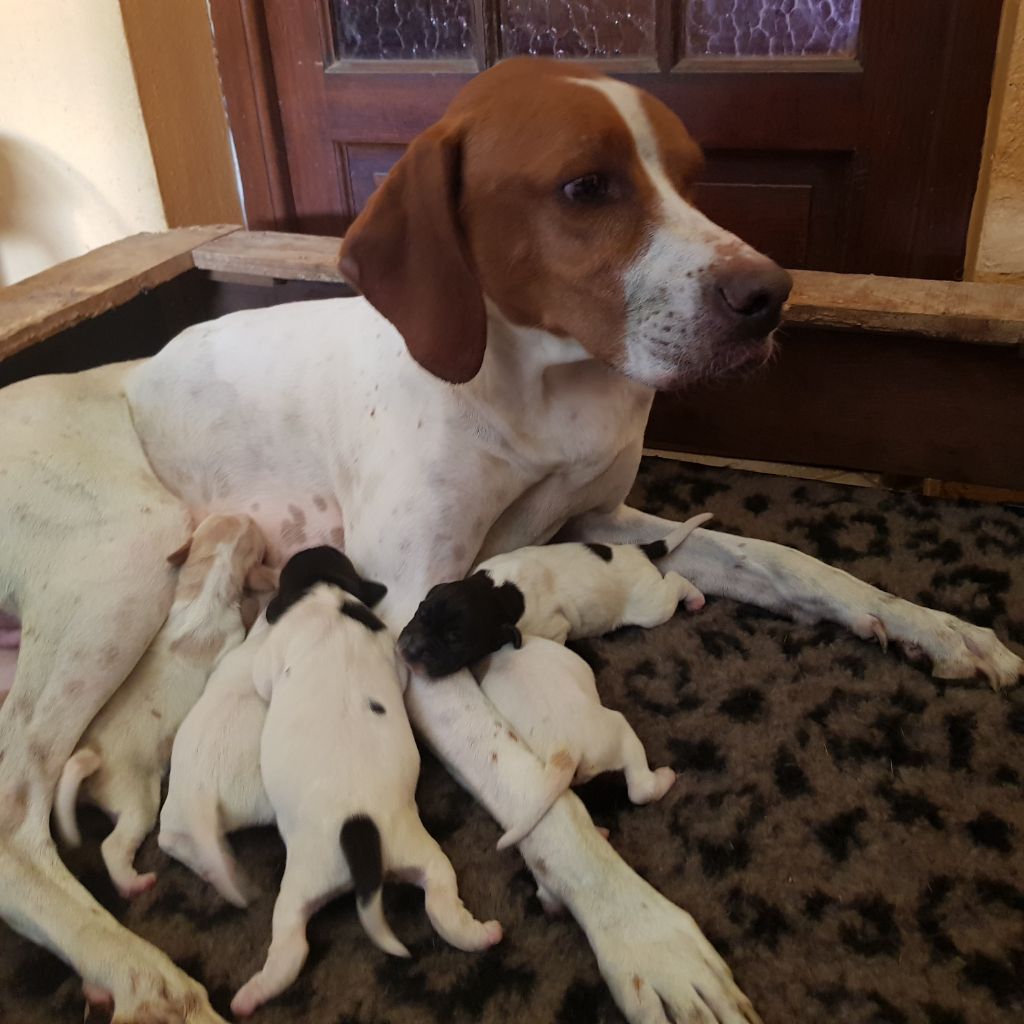 chiot Pointer des conquérants d'Oc