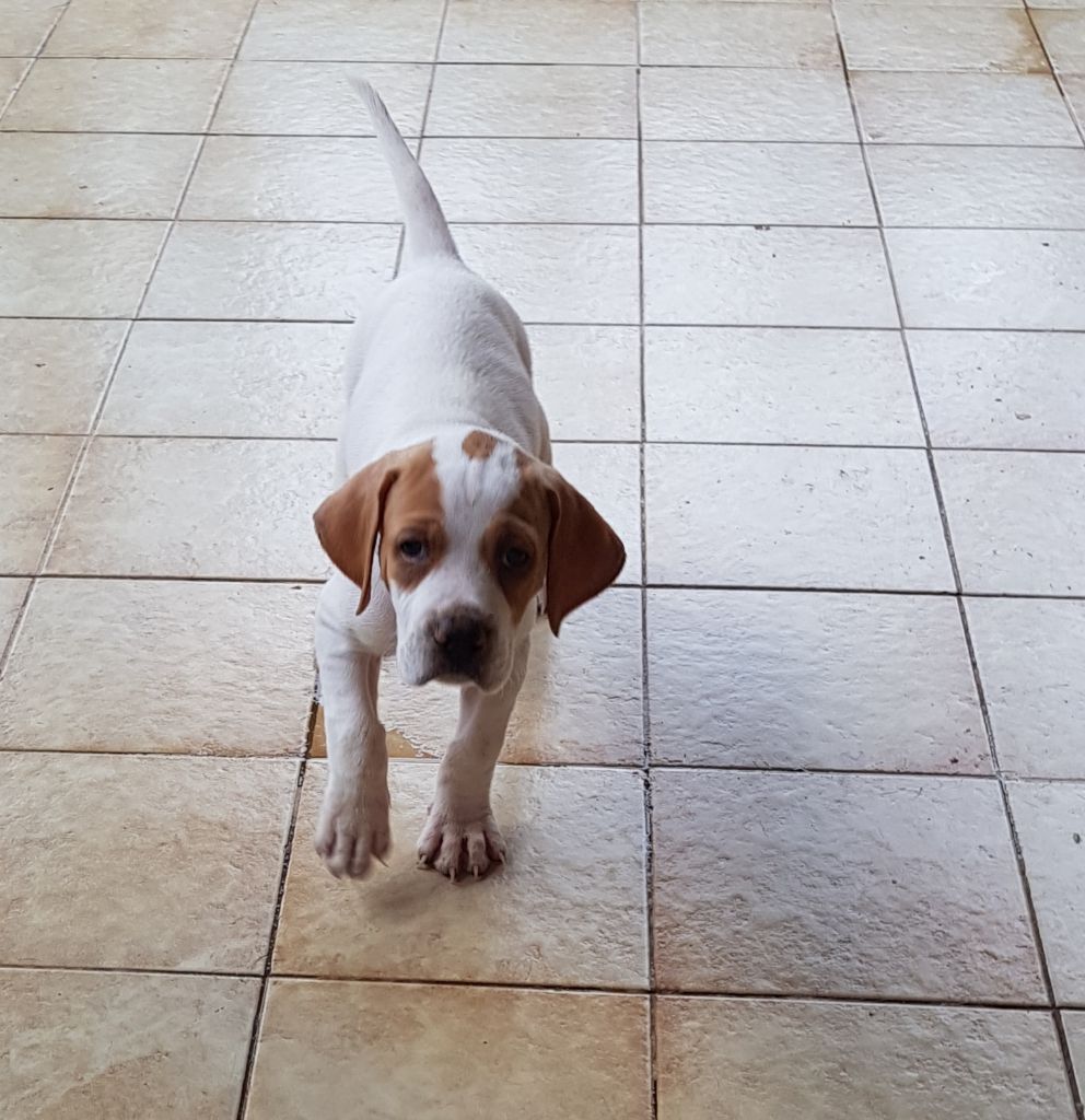 des conquérants d'Oc - Chiot disponible  - Pointer