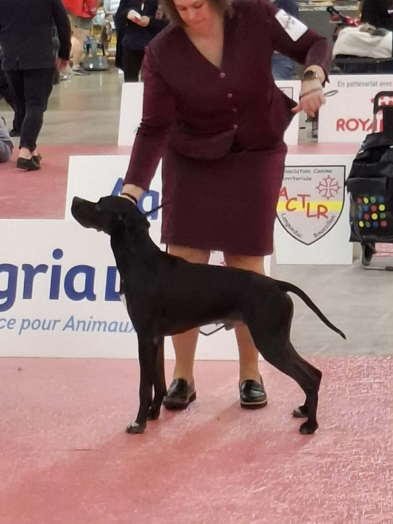 Exposition Internationale de TIMISOARA (Serbie)