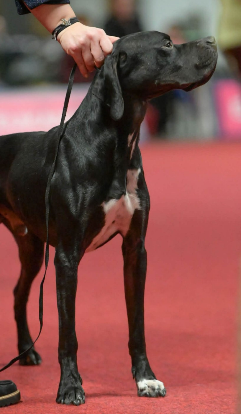 des conquérants d'Oc - Exposition Nationale ANGERS Samedi 21 Mars